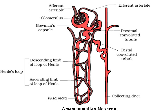 Draw A Diagram Of A Nephron And Label Its Parts